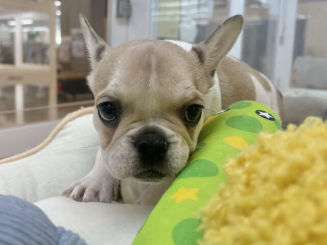 フレンチブルドッグ