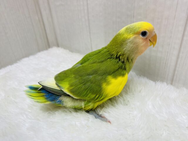 コザクラインコ（小桜インコ）