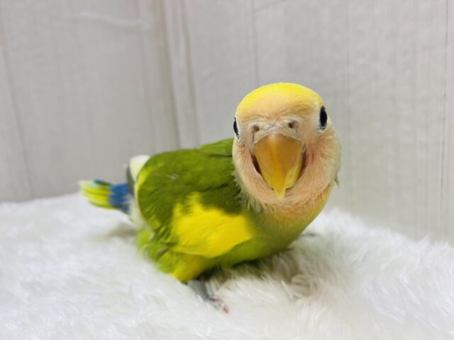 最新画像有ります❣️パッと明るく染まっちゃう💛コザクラインコのタイガーチェリー🌱