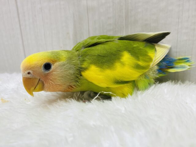 コザクラインコ（小桜インコ）
