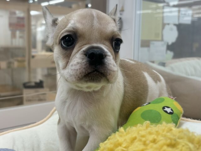 フレンチブルドッグ