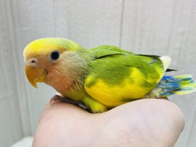 コザクラインコ（小桜インコ）