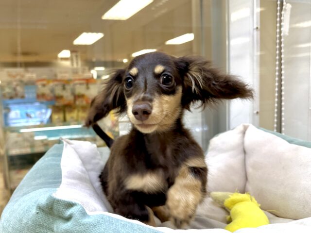 かまってかまって〜🥺💓ミニチュアダックス女の子 ミニチュアダックス