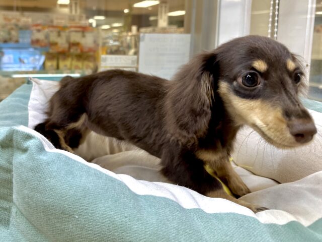 かまってかまって〜🥺💓ミニチュアダックス女の子 ミニチュアダックス