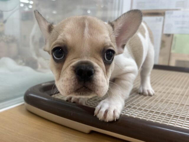 可愛さにノックアウト👊🏻フレンチブルドッグちゃん! フレンチブルドッグ