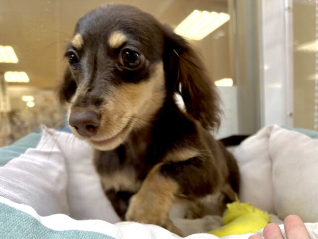 かまってかまって〜🥺💓ミニチュアダックス女の子 ミニチュアダックス