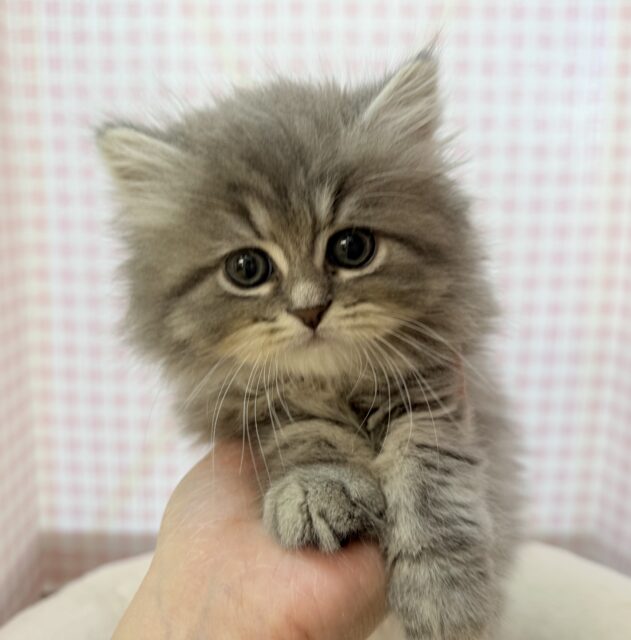 もふもふ天使♡ミヌエットくん