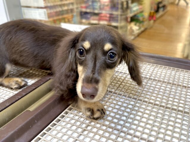 かまってかまって〜🥺💓ミニチュアダックス女の子 ミニチュアダックス