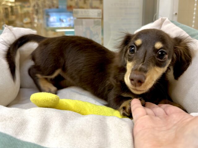 かまってかまって〜🥺💓ミニチュアダックス女の子 ミニチュアダックス