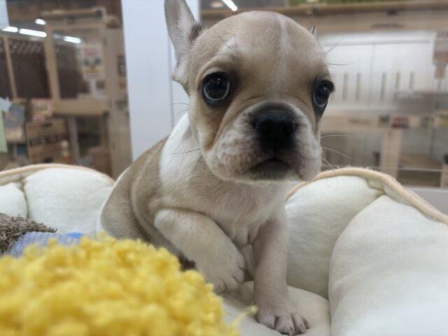 フレンチブルドッグ