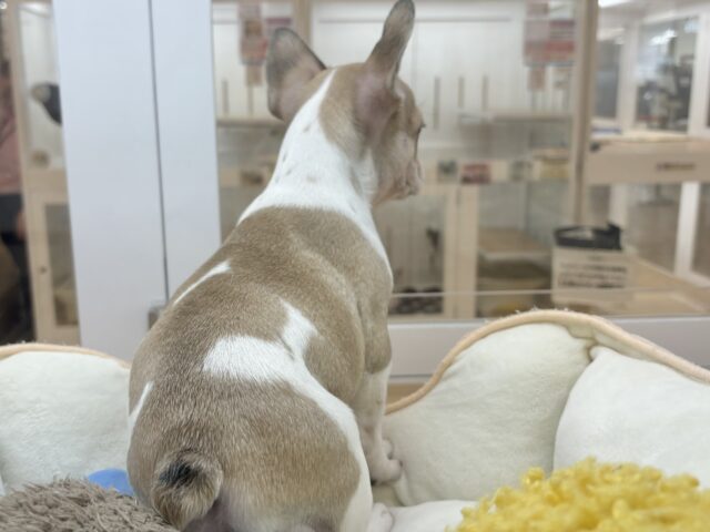 フレンチブルドッグ