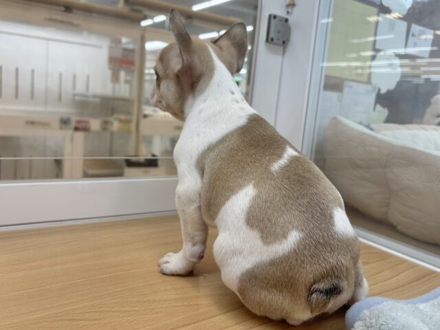 可愛さにノックアウト👊🏻フレンチブルドッグちゃん! フレンチブルドッグ