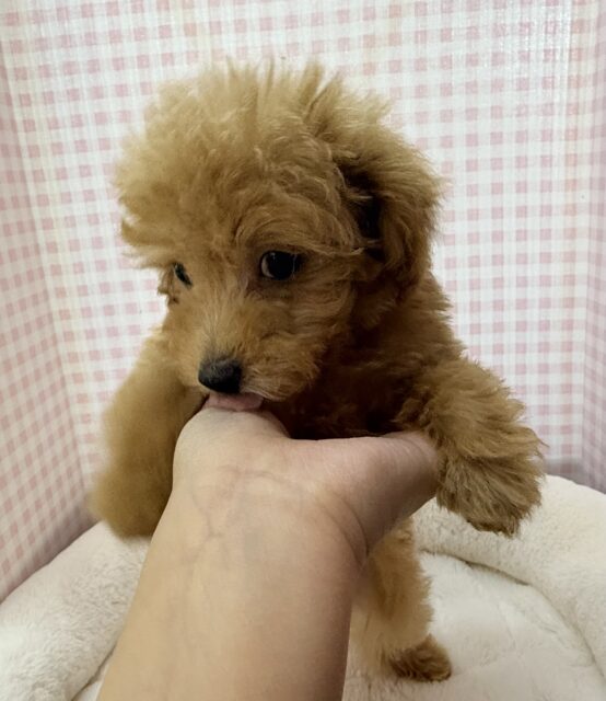 トイプードル