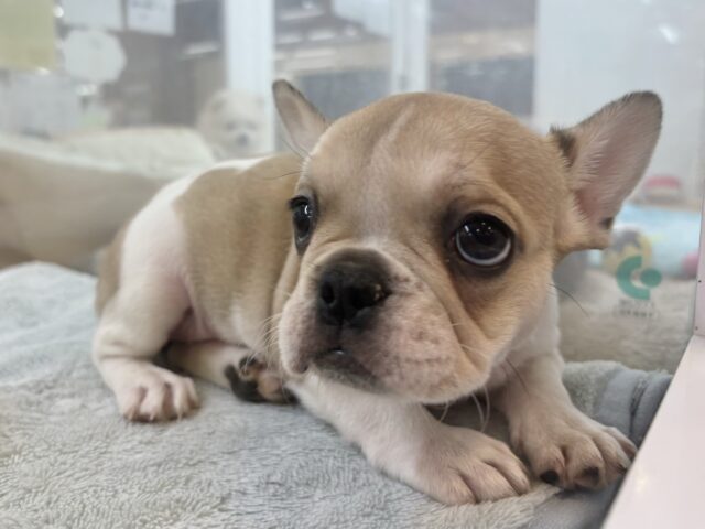 フレンチブルドッグ