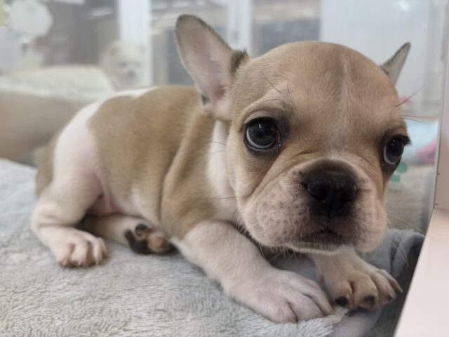 フレンチブルドッグ