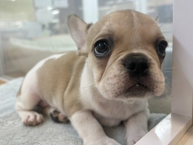 フレンチブルドッグ
