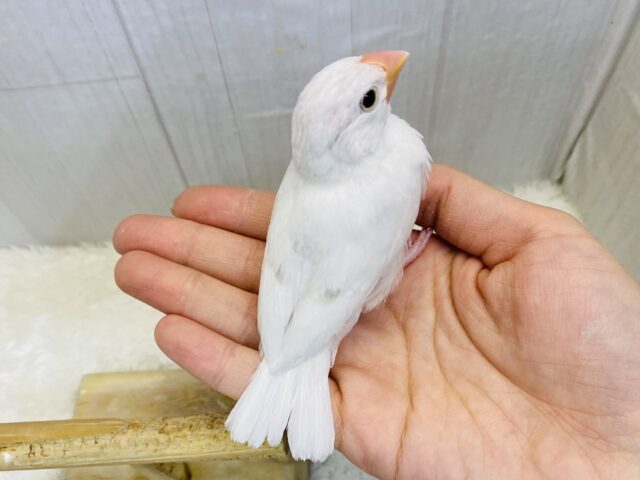 将来は真っ白お餅ちゃんを夢見てるの〜💭王道人気の👑白文鳥✨