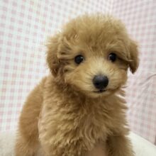 最新📷アプリコットのトイプーくん💛