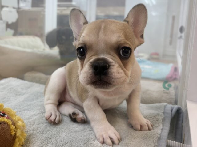 フレンチブルドッグ