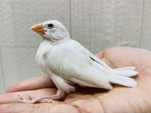 将来は真っ白お餅ちゃんを夢見てるの〜💭王道人気の👑白文鳥✨