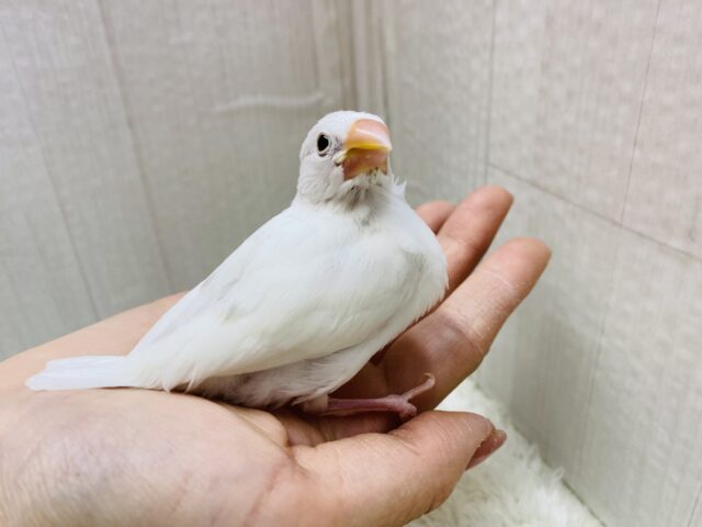 白文鳥