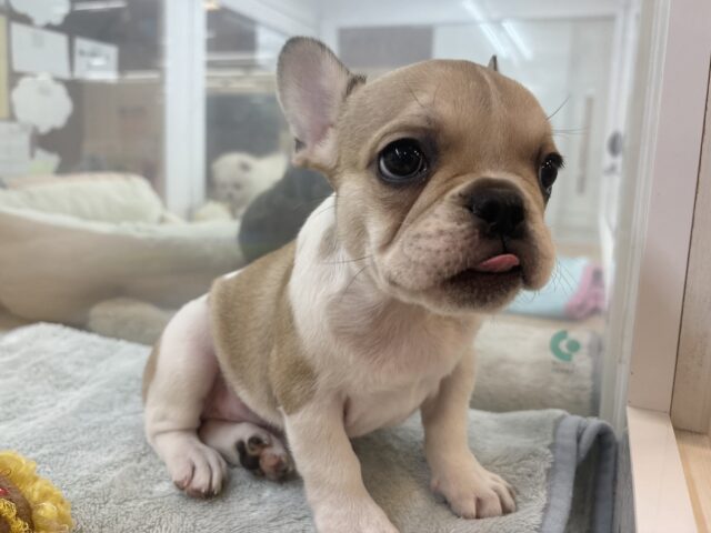 フレンチブルドッグ