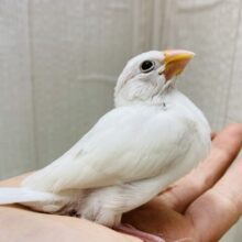 将来は真っ白お餅ちゃんを夢見てるの〜💭王道人気の👑白文鳥✨