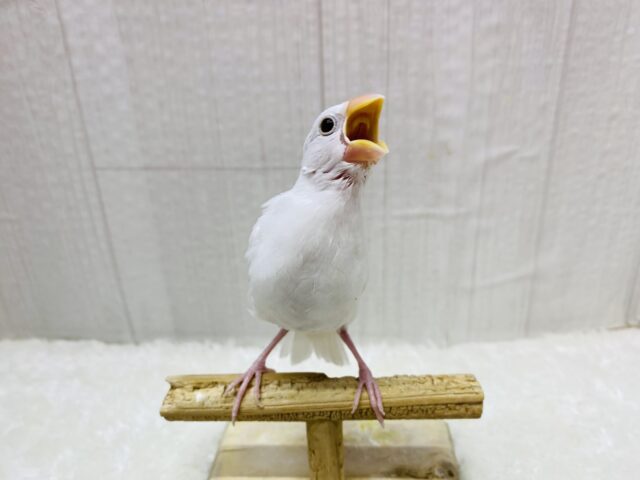 将来は真っ白お餅ちゃんを夢見てるの〜💭王道人気の👑白文鳥✨