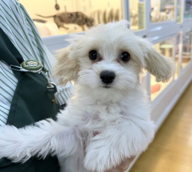 キャバビション