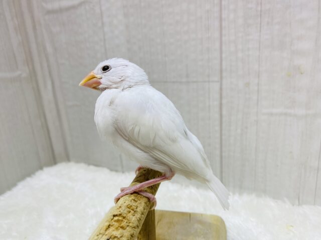 将来は真っ白お餅ちゃんを夢見てるの〜💭王道人気の👑白文鳥✨
