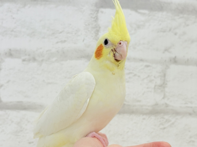 オカメインコ
