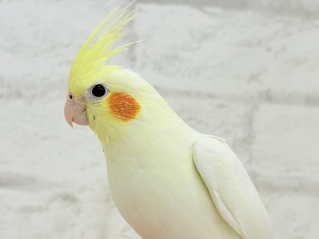 オカメインコ