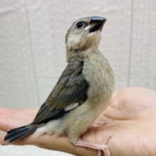 ガラッと見た目の変化が楽しめますっ‼️桜文鳥やってきた〜🙌🙌