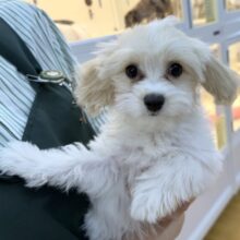 最新📷めちゃカワなキャバビションくん