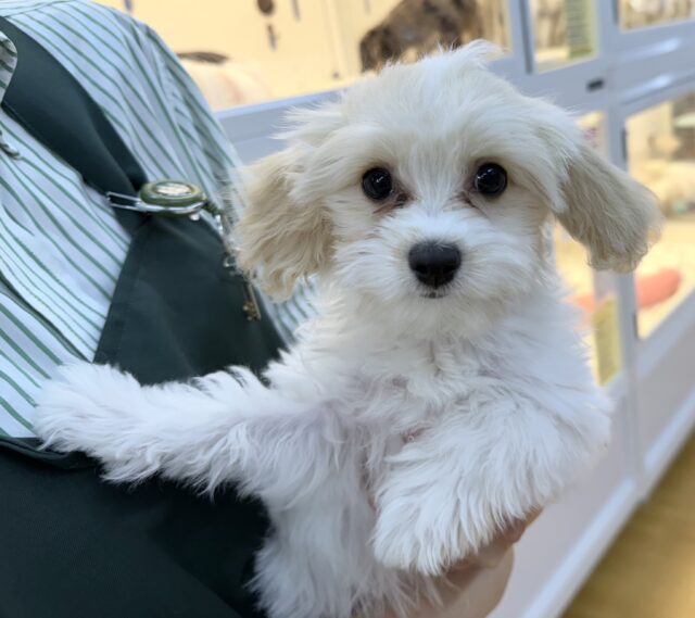 キャバビション