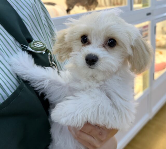 キャバビション