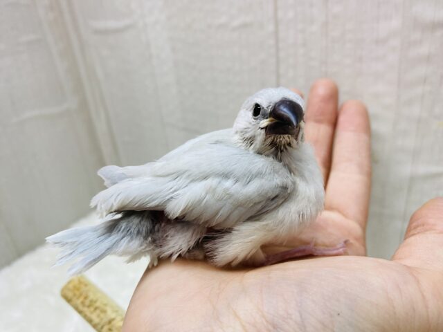 シルバー文鳥