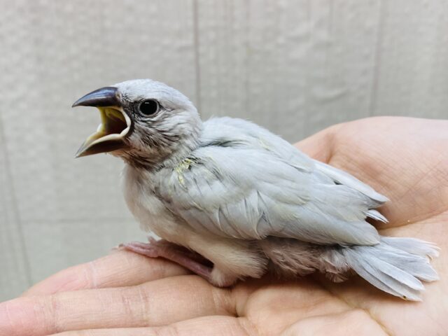 キリッとイケメン登場✨シルバー文鳥‼️