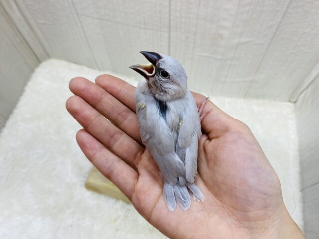 シルバー文鳥