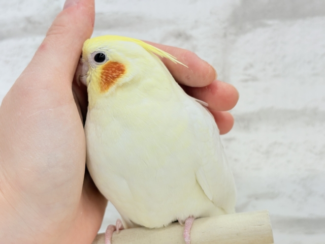 オカメインコ