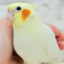 【最新画像更新🪄】オカメ界の人気者~♩♩オカメインコ(ルチノー) ヒナ