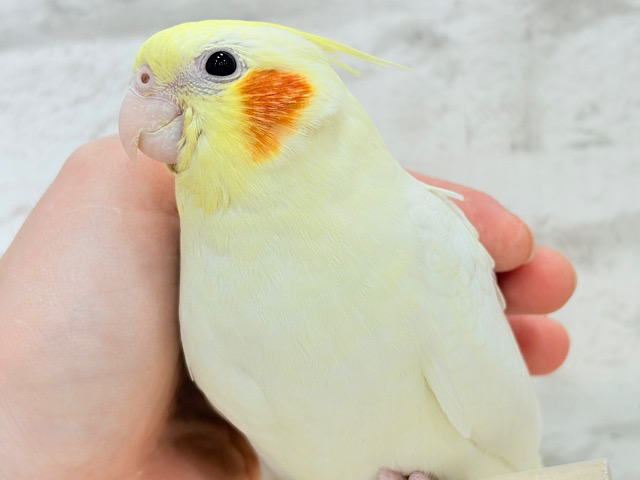 【最新画像更新🪄ひとり餌になりました‪☆】オカメ界の人気者~♩♩オカメインコ(ルチノー) ヒナ