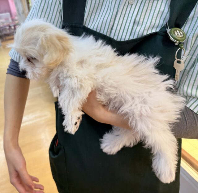 キャバビション