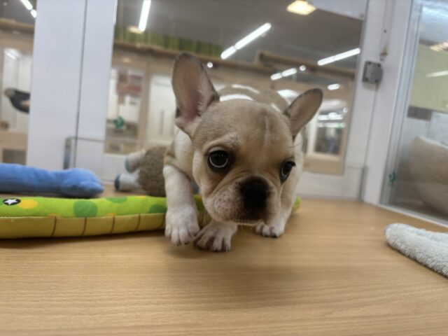 フレンチブルドッグ