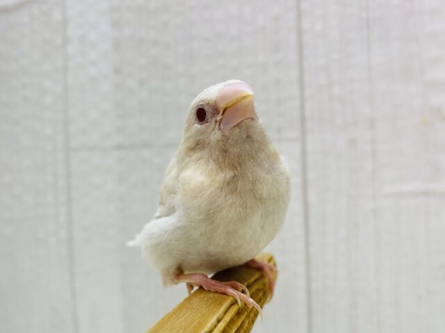 ヨーロッパ十姉妹