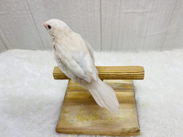 ヨーロッパ十姉妹