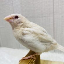 最新画像有ります‼️おそらく当店初🎉ヨーロッパ十姉妹ヒナさん〜クリームイノ