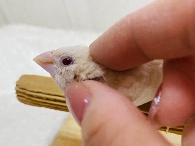 ヨーロッパ十姉妹