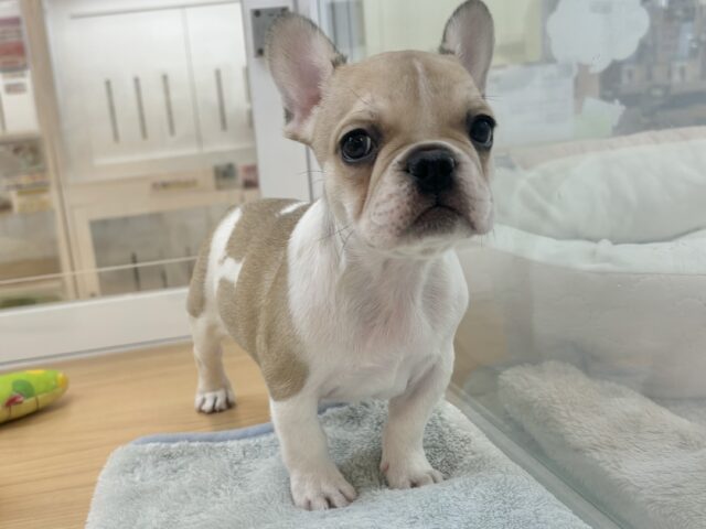 可愛さにノックアウト👊🏻フレンチブルドッグちゃん！