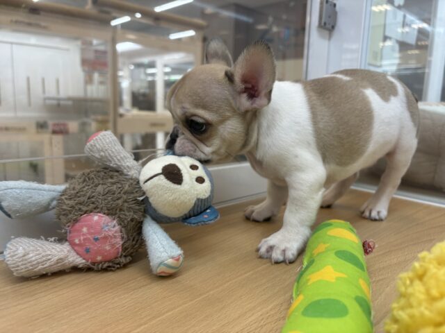 可愛さにノックアウト👊🏻フレンチブルドッグちゃん! フレンチブルドッグ